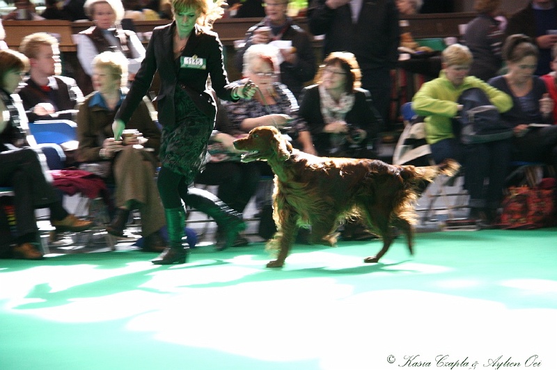 Crufts2011 521.jpg